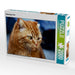 Stubentiger Felix - CALVENDO Foto-Puzzle - calvendoverlag 39.99