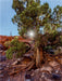 Utah Juniper - CALVENDO Foto-Puzzle - calvendoverlag 39.99