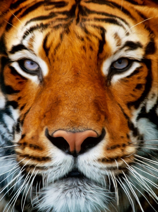 Tiger Portrait - CALVENDO Foto-Puzzle - calvendoverlag 29.99