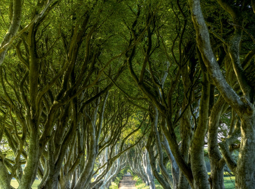 The Dark Hedges - CALVENDO Foto-Puzzle - calvendoverlag 39.99