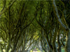 The Dark Hedges - CALVENDO Foto-Puzzle - calvendoverlag 39.99