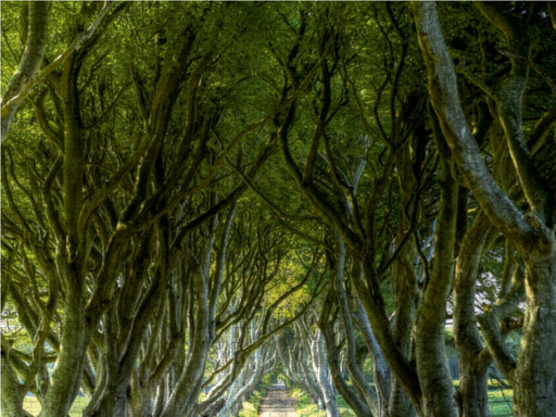 The Dark Hedges - CALVENDO Foto-Puzzle - calvendoverlag 39.99