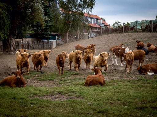 Galloways - CALVENDO Foto-Puzzle - calvendoverlag 39.99