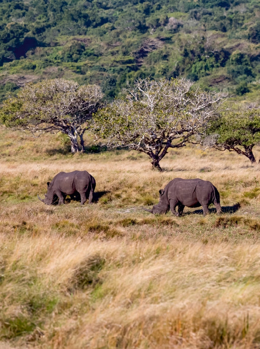 Schwarzes Nashorn im Hluhluwe Umfolozi NP 2000 Teile Puzzle hoch - CALVENDO Foto-Puzzle'