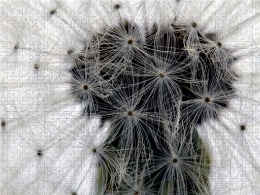 Pusteblume im Detail - CALVENDO Foto-Puzzle - calvendoverlag 39.99