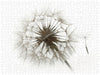 Filigrane Pusteblumen - CALVENDO Foto-Puzzle - calvendoverlag 39.99
