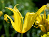 Tulpe im Sonnenlicht - CALVENDO Foto-Puzzle - calvendoverlag 39.99