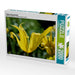 Tulpe im Sonnenlicht - CALVENDO Foto-Puzzle - calvendoverlag 39.99