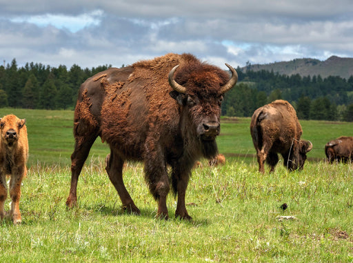Bison Familie im Custer State Park - CALVENDO Foto-Puzzle - calvendoverlag 39.99