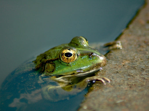 FROSCHBUCH - CALVENDO Foto-Puzzle - calvendoverlag 39.99