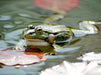 FROSCHBUCH - CALVENDO Foto-Puzzle - calvendoverlag 39.99