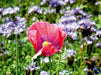 Traumhafte Mohnblüte - CALVENDO Foto-Puzzle - calvendoverlag 29.99