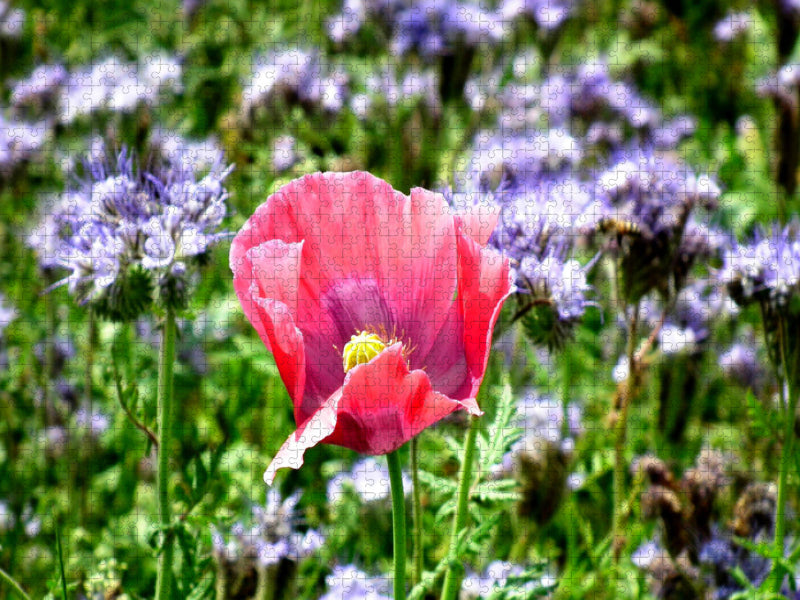 Fantastic poppy blossom - CALVENDO photo puzzle 