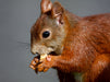 Eichhörnchen - CALVENDO Foto-Puzzle - calvendoverlag 39.99
