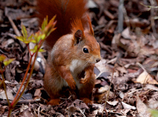 Eichhörnchen im Herbstlaub - CALVENDO Foto-Puzzle - calvendoverlag 29.99