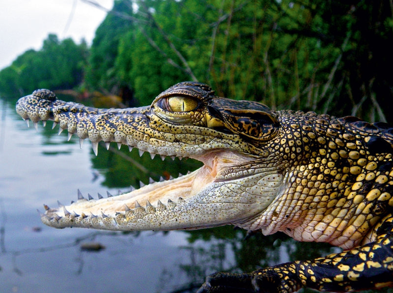 Sri Lanka Krokodil - CALVENDO Foto-Puzzle - calvendoverlag 29.99