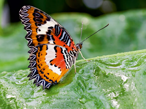 Leoparden Netzflügler, Cethosia cyane - CALVENDO Foto-Puzzle - calvendoverlag 39.99