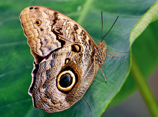 Bananenfalter, Caligo eurilochus - CALVENDO Foto-Puzzle - calvendoverlag 39.99