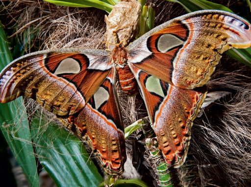 Atlasfalter, Attacus atlas - CALVENDO Foto-Puzzle - calvendoverlag 39.99