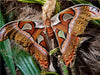 Atlasfalter, Attacus atlas - CALVENDO Foto-Puzzle - calvendoverlag 39.99