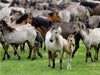 Dülmener Wildpferde mit Stute und Fohlen - CALVENDO Foto-Puzzle - calvendoverlag 29.99
