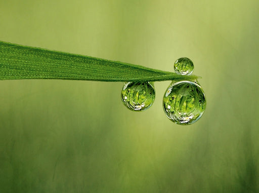 Tropfen in der Natur eingefangen - CALVENDO Foto-Puzzle - calvendoverlag 39.99