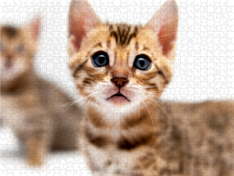 Bengal Kitten Valli - CALVENDO Foto-Puzzle - calvendoverlag 39.99