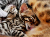 Bengalkitten mit 18 Tagen - CALVENDO Foto-Puzzle - calvendoverlag 39.99