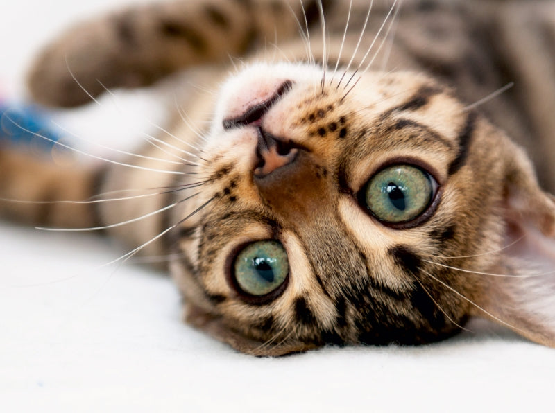 Bengal Kitten Wali mit 3 Monaten - CALVENDO Foto-Puzzle - calvendoverlag 39.99