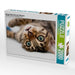 Bengal Kitten Wali mit 3 Monaten - CALVENDO Foto-Puzzle - calvendoverlag 39.99