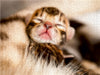 Bengal Kitten des U-Wurfes am Tag der Geburt - CALVENDO Foto-Puzzle - calvendoverlag 39.99