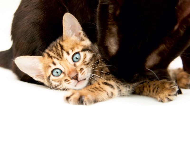 Bengal Kitten Wahida (5 Wochen) mit Mama Pinu - CALVENDO Foto-Puzzle - calvendoverlag 39.99