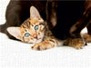 Bengal Kitten Wahida (5 Wochen) mit Mama Pinu - CALVENDO Foto-Puzzle - calvendoverlag 39.99