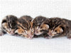 Ein gesamter Wurf Bengal Kitten mit 10 Tagen - CALVENDO Foto-Puzzle - calvendoverlag 39.99