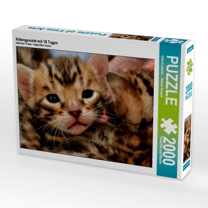 Kittengesicht mit 18 Tagen - CALVENDO Foto-Puzzle - calvendoverlag 29.99