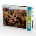 Kittengesicht mit 18 Tagen - CALVENDO Foto-Puzzle - calvendoverlag 29.99