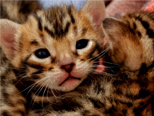 Kittengesicht mit 18 Tagen - CALVENDO Foto-Puzzle - calvendoverlag 29.99