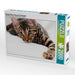 Bengal Kitten Tanuu mit 14 Wochen - CALVENDO Foto-Puzzle - calvendoverlag 39.99