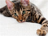 Bengal Kitten Tanuu mit 14 Wochen - CALVENDO Foto-Puzzle - calvendoverlag 39.99