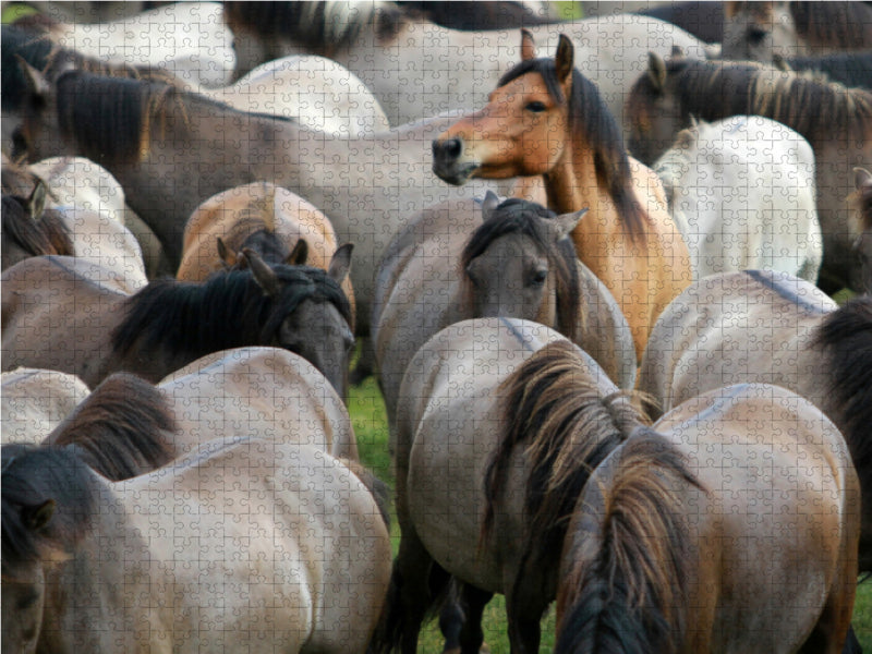 Alles im Blick - Dülmener Wildpferde - CALVENDO Foto-Puzzle - calvendoverlag 29.99