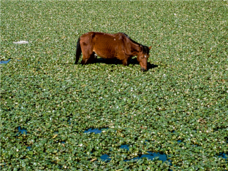 In einem Teich voller Wasserhyazinthen bei Jaipur, Rajasthan - CALVENDO Foto-Puzzle - calvendoverlag 39.99