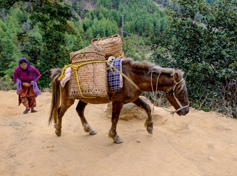 Warentransport zum Taktshang Lhakhang (Tigernest-Kloster) bei Paro, Bhutan - CALVENDO Foto-Puzzle - calvendoverlag 39.99