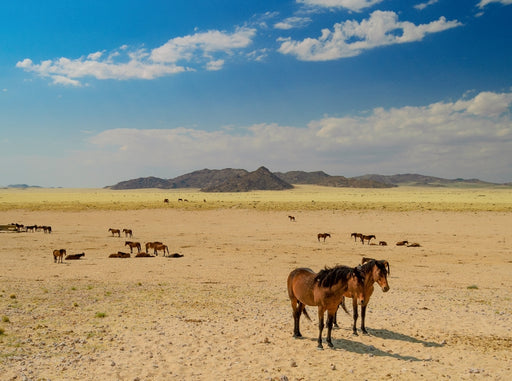 Wildpferde bei Garub in der Namib - CALVENDO Foto-Puzzle - calvendoverlag 39.99