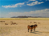 Wildpferde bei Garub in der Namib - CALVENDO Foto-Puzzle - calvendoverlag 39.99