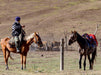 Vor dem Ausritt, auf einer Weide nahe Naryn, Kirgisistan - CALVENDO Foto-Puzzle - calvendoverlag 39.99
