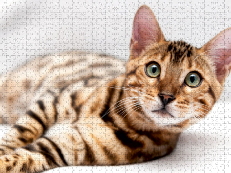 Bethari Vinu - Brown rosetted Bengal - CALVENDO Foto-Puzzle - calvendoverlag 29.99