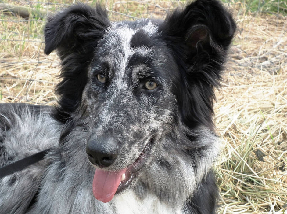 Altdeutscher Hütehund - CALVENDO Foto-Puzzle