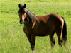 Pferd auf der Weide - CALVENDO Foto-Puzzle - calvendoverlag 29.99