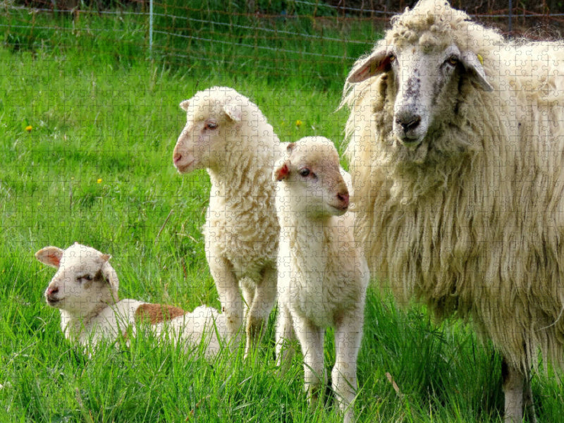 Sheep with lambs - CALVENDO photo puzzle 