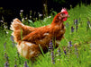 Huhn im Garten - CALVENDO Foto-Puzzle - calvendoverlag 29.99